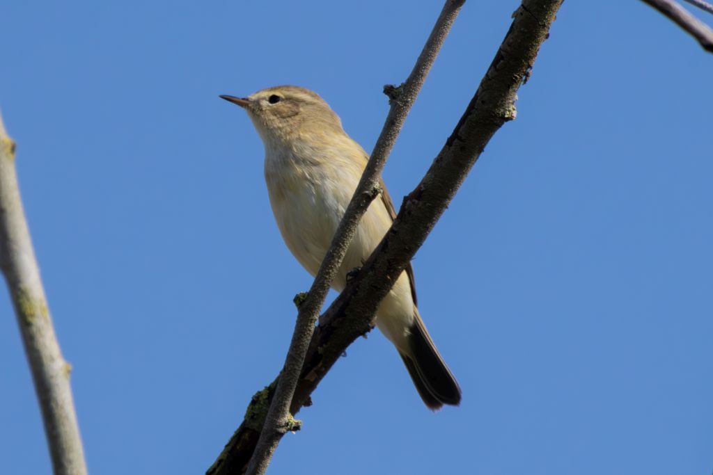 Chiffchaff image 2